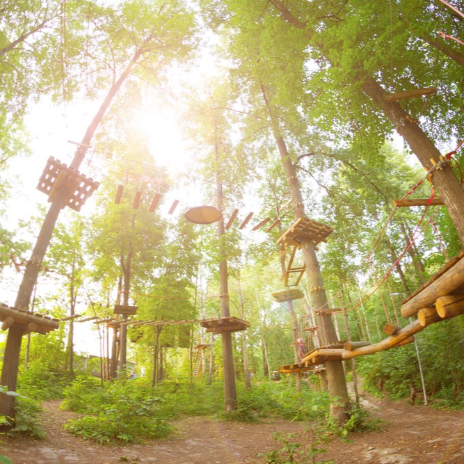 Origines de l’accrobranche : de la grimpe d’arbre aux parcours aventure modernes